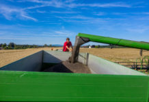 Gegenläufige Trends in der Ölsaaten-Produktion