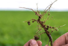 Die Sojabohne ist bei Stickstoff Selbstversorger