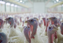 Deutsche Putenhalter bangen um ihre Zukunft