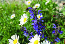 Technik und Biodiversität