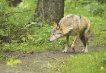 „Wölfe sind keinesfalls Nutztieren gleichzustellen“