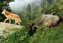 Land ermöglicht Abschuss von Problemwölfen