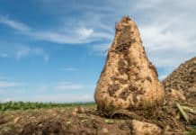 Rübenbauern: Trotz guter Preise und Erträge banger Blick in die Zukunft