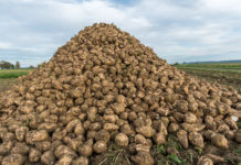 Frankreichs Zuckerfabriken droht Ende der Produktion