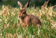 Land&Forstbetriebe Österreich: Nachhaltige Bewirtschaftung dient dem Artenschutz
