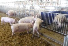 Neue Motivation für die Schweinehaltung