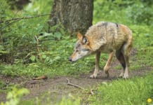 Jagdverband unterstützt bei Fragen zur Wolfs-Verordnung