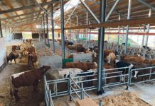 Weniger Milchbauern, mehr Kühe, mehr Milch