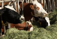 LK-Heuprojekt: Bestes Heu erfordert gutes Management