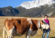 Immer mehr Kühe im “100.000 Kilo-Club”