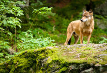 Künftiger Umgang mit Problemwölfen geregelt