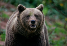 Braunbär JJ4 gefasst