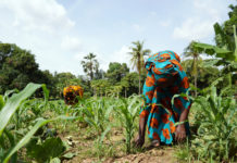 Eine Milliarde Beschäftigte in und um die Landwirtschaft