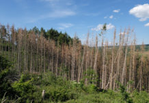 „Schwarze Zahlen“ trotz massiver Kalamitäten