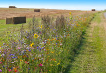 Bauernbund schießt bei Brachen-Kritik scharf zurück