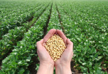 China will Sojaimporte drastisch reduzieren