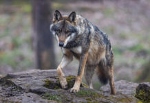Maienfelder Erklärung zur Absenkung des Wolfsschutzstatus ist wichtiger denn je