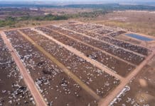 Nein zu Mercosur bleibt aufrecht