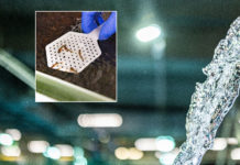 Gmünd wird Österreichs Fischhauptstadt