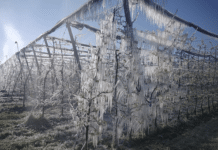 Frostnächte verursachen massive Schäden bei Obstkulturen