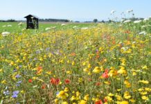 Blühstreifen bieten Insekten einen reich gedeckten Tisch