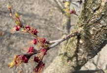 Viel zu kalt im Obstland