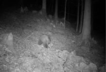 LAbg. Michael Jäger: Die Angst vor dem Bären wächst