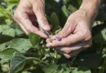 Für jede Region gibt es den passenden Sojatyp