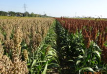 Hirse: Eine gute Alternative