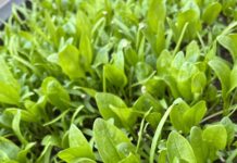 Der Mythos vom eisenreichen Spinat