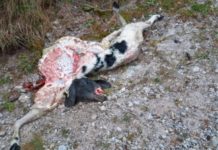 Wolfsriss nahe Wohnhaus in der Wildschönau