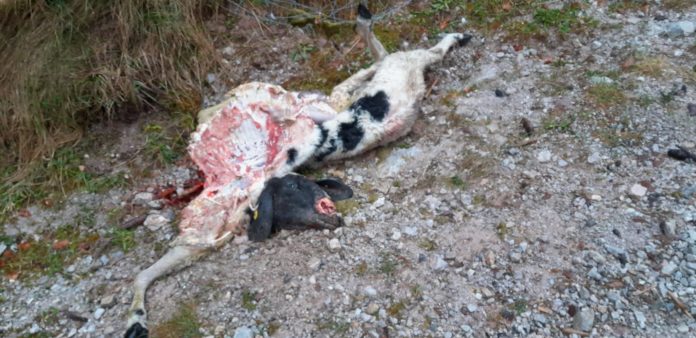 Gerissenes Schaf Wildschönau