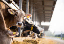 Industrieemissions-Richtlinie: Doch keine Einschränkungen für große Tierhalter