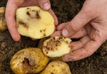 EU-Pflanzenschutz-Pläne würden Betriebe vernichten