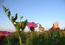 AMA Flächenauswertung 2023: Mehr Körnermais, deutlich weniger Dinkel, Kürbis und Soja