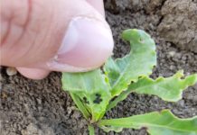 Zuckerrübe: Erdfloh und Blattlaus unter Kontrolle