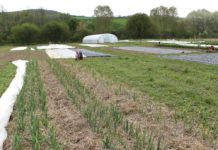 Marktgärnter auf kleiner Fläche groß im Kommen