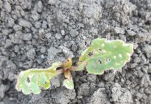 Zuckerrübe: Totalschaden auf bereits 3.000 Hektar