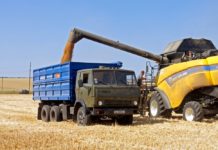 Preisabsturz: Ukraine-Weizen überschwemmt auch den heimischen Markt