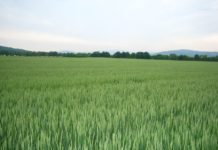 Getreide braucht Krankheitsschutz und Qualitätsdüngung