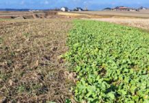 Begrünung: Welche Variante passt am besten?