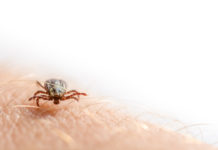 Zecken haben das ganze Jahr Saison