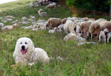 Märchen vom Herdenschutz gescheitert