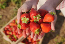 Beerensaison im Ländle startet