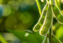 Eine Bohne mit viel Geschichte und noch mehr Zukunft