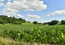 Landwirte kehren Mais den Rücken