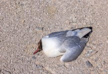 Vogelgrippe-Virus ist zurück