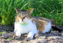 Was Hund und Katz um den Hals tragen, ist im Pflanzenbau verboten