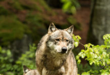 Heuer bereits elf verschiedene Wolfsindividuen in Tirol nachgewiesen