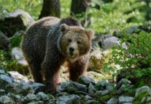 Vermenschlichung aus Selbstliebe?